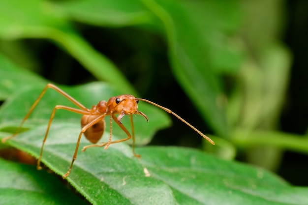 Small red ant on green leav