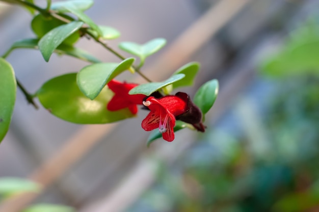 Small red bell-like flower with green leaves. Stamens stick out. Selective focus on the flower, the background is blurred.