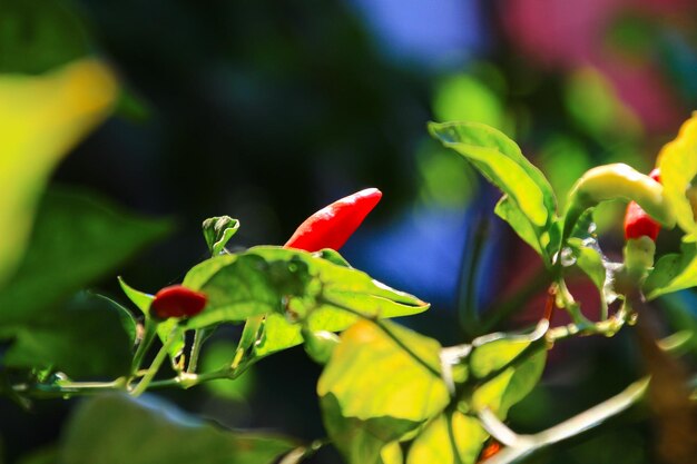 Small red chilies on the stem close up view