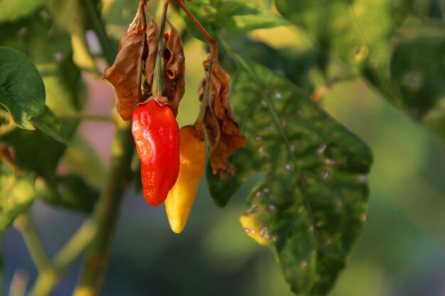 Small red chilies on the stem close up view