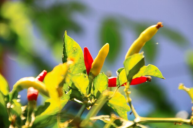 Small red chilies on the stem close up view