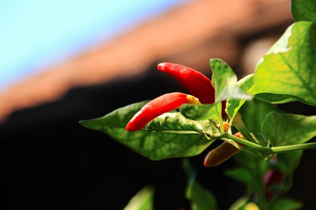 Small red chilies on the stem close up view