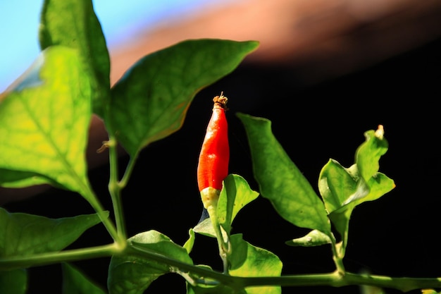 Small red chilies on the stem close up view