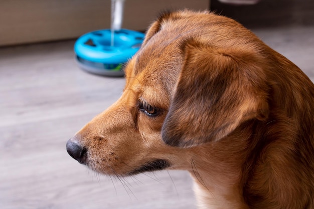 Small red dog closeup portrait in room