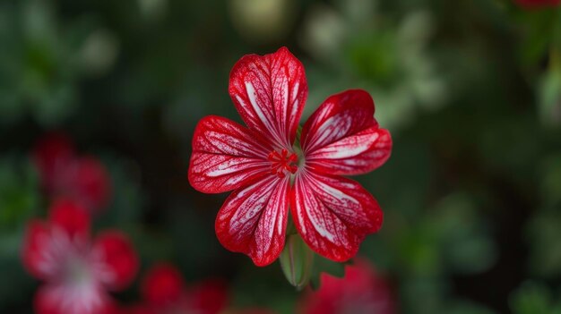 A small red flower with a striking pattern of white stripes spreading across its petals