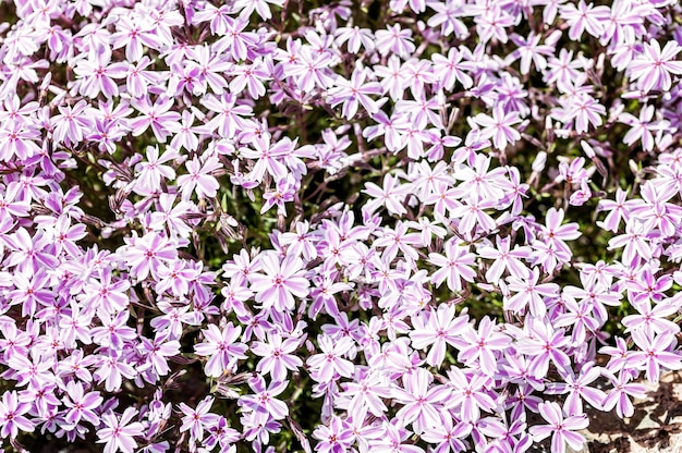 Small red flowers. Red needle phlox.