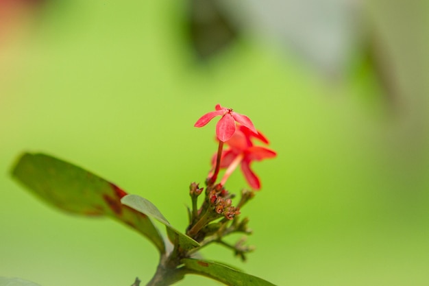 Small red ixora flower in a garden in Rio de Janeiro Brazil