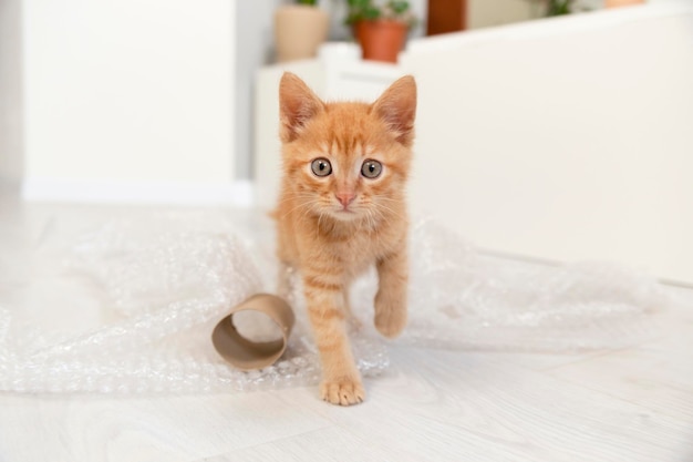 Small red kitten in bright apartment