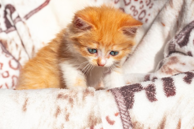 A small red kitten looks down The growth and development of a domestic cat