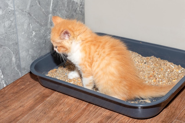 A small red kitten poops in a cat litter box with sand Potty training a kitten