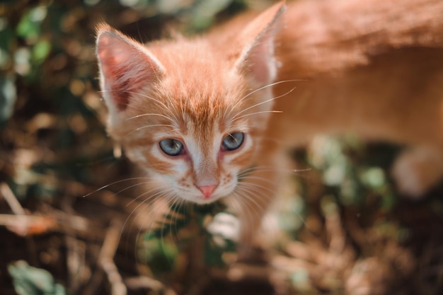 A small red kitten with big blue eyes A kitten walks on the grass in the Park Kitten in nature