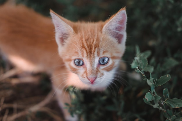 A small red kitten with big blue eyes A kitten walks on the grass in the Park Kitten in nature