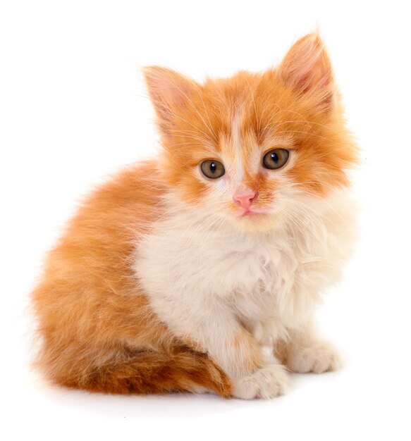 Small red kitten