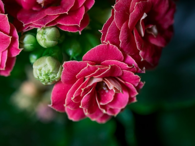 Small red rose flowers