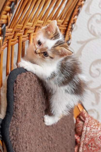 A small restless kitten climbs up the back of the chair