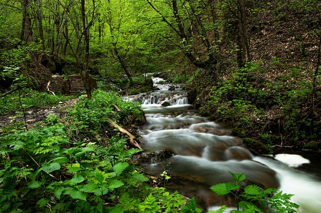 A small river deep in the forests