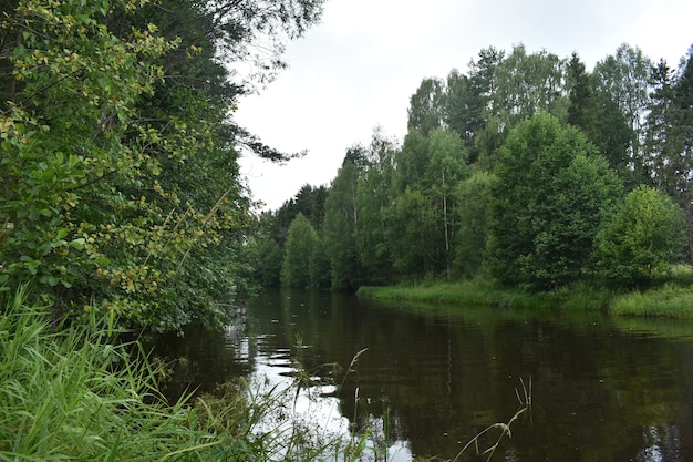 Photo a small river flows among the forest