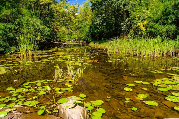 Small river in a forest on summer day