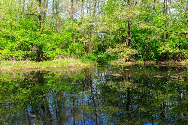 Photo small river in the forest at summer