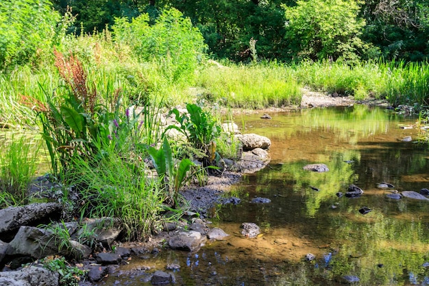 Small river in green forest at summer