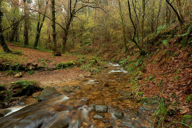 Photo small river in the middle of a forest full of brown leaves in the area of galicia, spain.