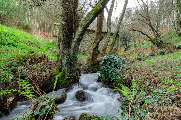 Small river running through the stones among a typical Galician green forest long exposure