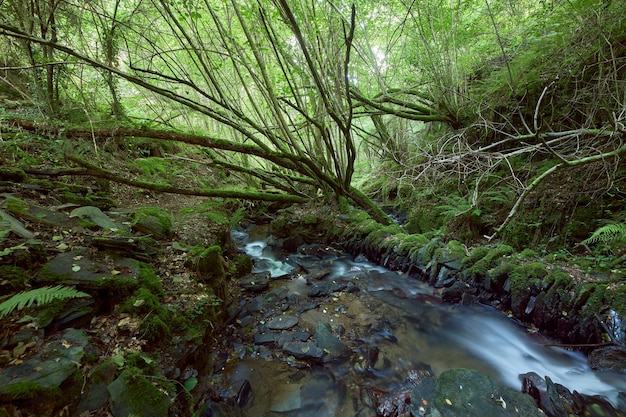 Small river in a very lush forest in the area of Galicia Spain