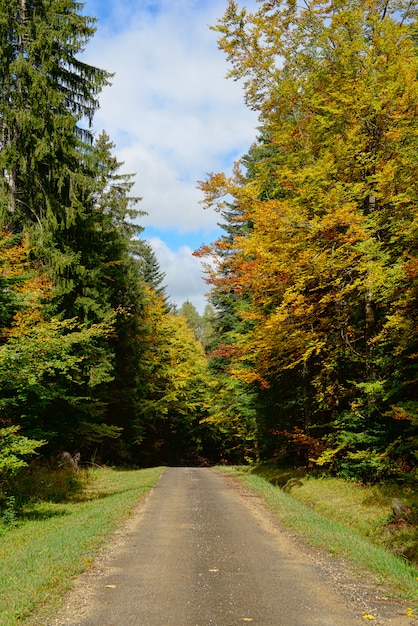 Small road in autumn with trees on both sides