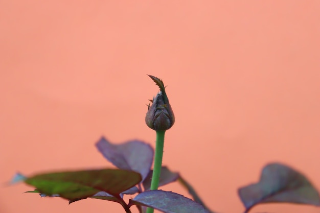 Small rose flower bud with leaves on orange background