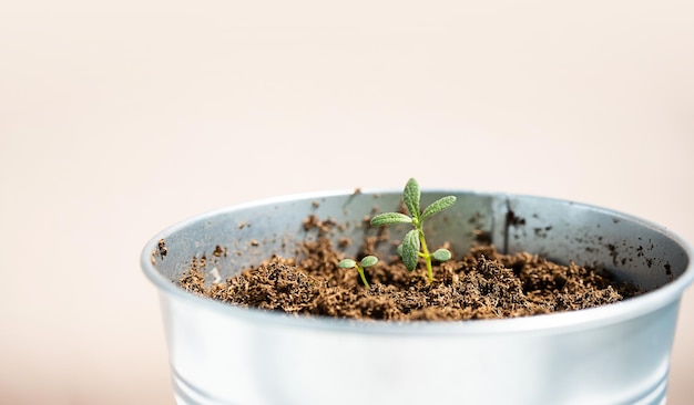 Small rosemary potted plant close up Home growing organic spice herb in pot