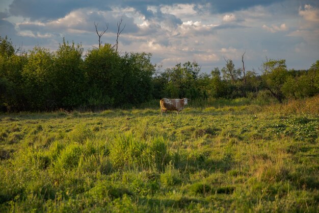 Small russians village