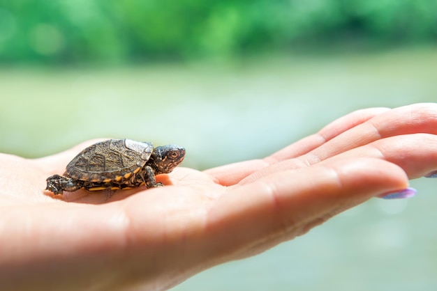 Small sea turtle