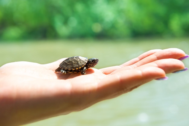 Small sea turtle