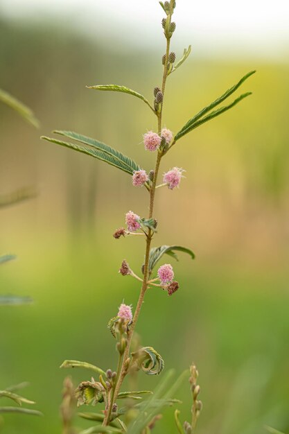 Small Sensitive Plant