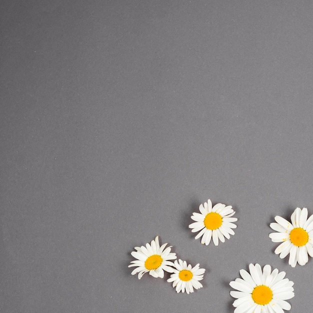 Small set of daisies scattered in corner