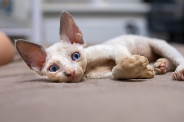 A small shorthaired kitten Devon Rex lies on the couch