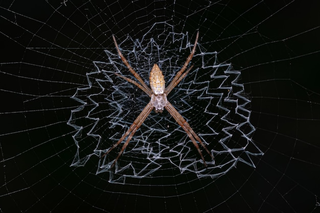 Photo small silver garden orbweaver spider