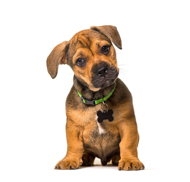 Small Sitting brown puppy crossbreed dog, isolated, wearing a green collar and a tag ID