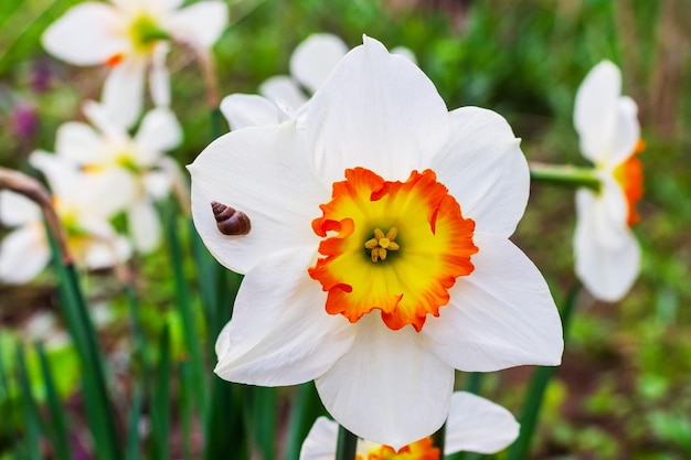 a small snail on a white narcissus flower