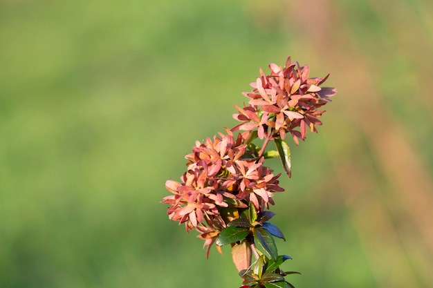 Small soft pink flowers on a blurred green background spring and summer floral background a place fo