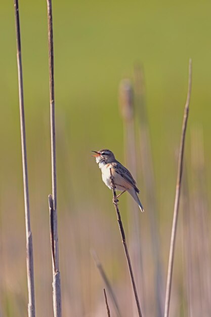 Photo small song bird sedge warbler europe wildlife