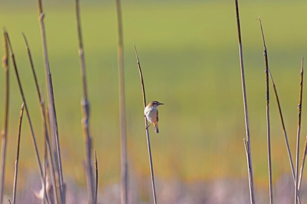 Photo small song bird sedge warbler europe wildlife