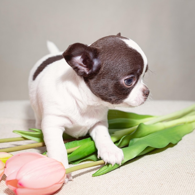 A small spotty Chihuahua puppy looks away with tulips nearby