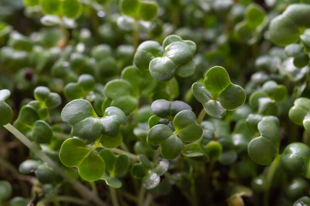 Small sprouts of microgreens closeup macro