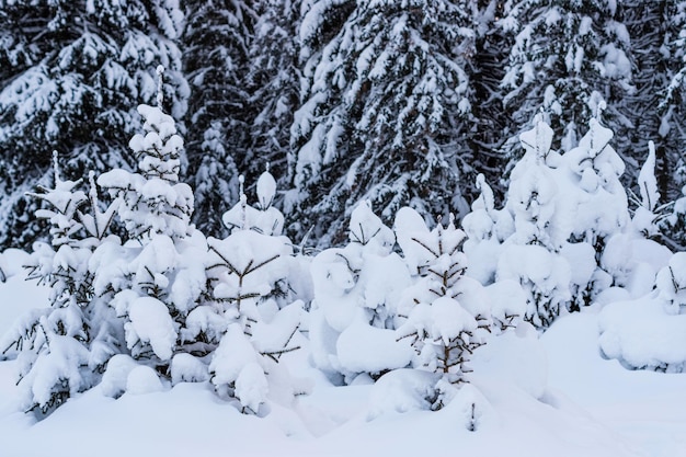 Small spruce trees under the snow, winter scene