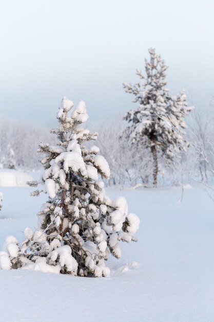 Small spruce with very snowcovered branches in the winter forest