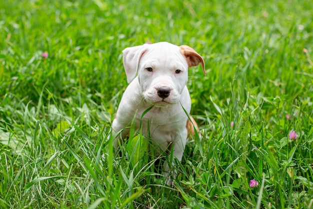 A small Staffordshire terrier puppy on a walk in the grass