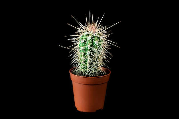 Small Stetsonia coryne cactus in flower pot on black background.