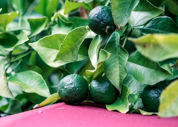 Small still green oranges on a plant in a botanical garden