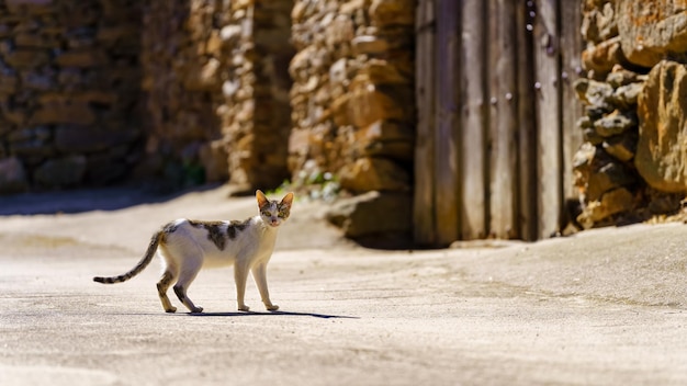 Small stray cat standing in the middle of the street of an old village with stone houses and wooden doors